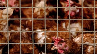 BARNEVELD - De kippen van pluimveehouder Theo Bos moeten binnenblijven. Commerciele pluimveehouders moeten hun kippen voorlopig binnenhouden. De plicht geldt voor boeren die minstens 250 kippen houden. ANP SANDER KONING