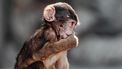 Een foto van een aap. Er zijn zeventig apen ontsnapt uit een dierentuin in Japan. Het gaat om makaken.