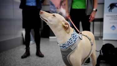Op deze foto is een van de honden te zien die op het vliegveld in Finland het coronavirus opspoort.