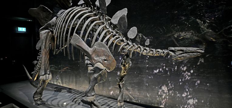 Skelet van stegosaurus, niet het skelet uit het verhaal. dinoskelet