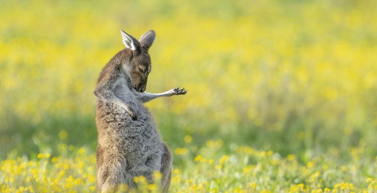 dierenfoto's hilarische hilariteit Comedy Wildlife Photography Awards 2023