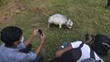 'Kleinste koe ter wereld', Rani (51 cm) trekt veel bekijks in Bangladesh Rani