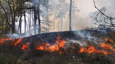 Wandelaar steekt uitwerpselen in brand en veroorzaakt bosbrand