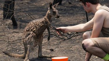 Kangoeroe vraagt om water na bosbranden Australië