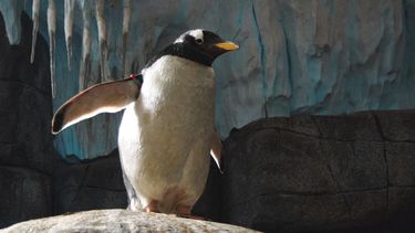 Resten van pinguïn zo groot als een mens gevonden