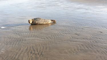 Strandgangers gewaarschuwd voor boze zeehond Bob