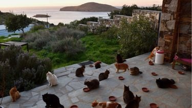 Droombaan! Run een kattenopvang op een Grieks eiland