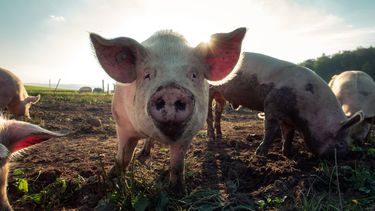 Vermiste boer mogelijk opgegeten door eigen varkens