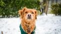sneeuw pootjes hond, honden, dierenbescherming