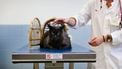 Met name jonge dierenartsen gaven in het onderzoek aan vaak te maken te krijgen met agressieve en intimiderende klanten.