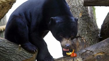 Twee kleine Maleise beren geboren in Burgers' Zoo