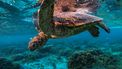 schildpad koraalrif Groot Barriererif