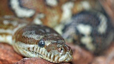 Virals: Gigantische python in huis Singapore