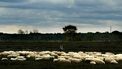 Kuddegedrag kost 500 schapen het leven in Turkije. / ANP