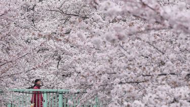 De Japanse sierkersen staan vol in bloei // Foto: ANP