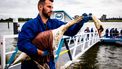 Eerste schone zwanen uitgezet na olielek Rotterdam