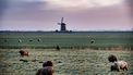 In Nederland werden de afgelopen maand 77 schapen doodgebeten. 