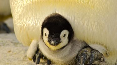 Homoseksuele pinguïns adopteren ei