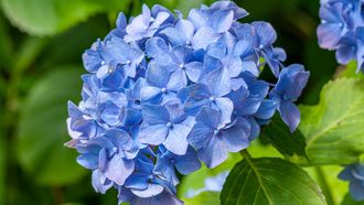 hortensia's
