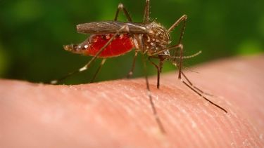 epa03367652 A handout image made available on 22 August 2012 from the Centers for Disease Control of a mosquito known as Aedes japonicus (also called Ochlerotatus japonicus) which is a specimen of the Notre Dame colony. This Asian mosquito was first collected in the United States in New York and New Jersey in 1998, which coincided with the first recorded cases of West Nile Virus in the New York City area a year later in 1999. The Aedes japonicus Notre Dame colony was established from specimens collected as larvae in water filled containers (flower pots and tires) in residential areas of South Bend, Indiana in the summer of 2005. This mosquito is suspected of being a vector of the Japanese Encephalitis virus in Asia and the West Nile in the United States. While Aedes japonicus has not been incriminated as a major vector of West Nile virus in the United States, it is nevertheless of concern to public health agencies because of its fairly rapid colonization of a large part of the north eastern and midwestern United States and its propensity to lay eggs in flooded containers found around human dwellings.  EPA/JAMES GATHANY / CENTERS FOR DISEASE CONTROL / HANDOUT  HANDOUT EDITORIAL USE ONLY/NO SALES