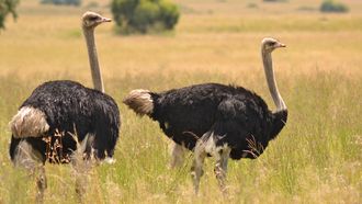 Onderzoek naar struisvogelveren voor mode legt dierenleed bloot