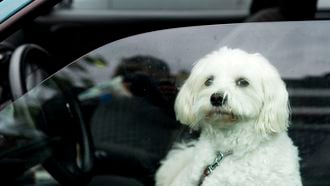 Politie bevrijdt honden uit auto's bij hondenshow