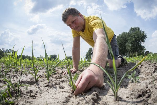 Een foto van een akkerbouwer die mais plant in droge grond