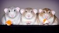 Zo zijn ratten opeens súperschattig