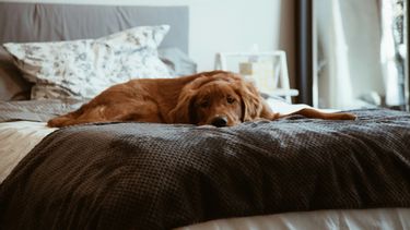 Mama gaat op date: 'Zijn hond in bed was een afknapper'