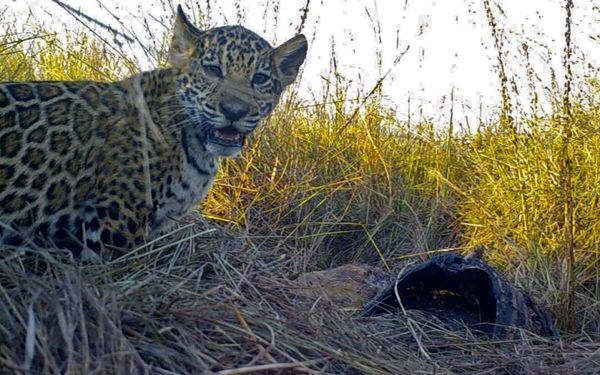 Man treitert jaguar in dierentuin en wordt aangevallen
