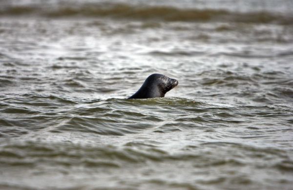 De zwarte zeehond Lola spoelde in januari 2006 aan in Vlieland, sterkte aan en zwom daarna haar vrijheid weer tegemoet. / Juan Vrijdag | ANP 