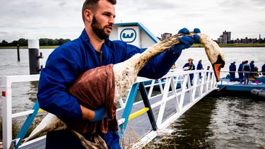 Eerste schone zwanen uitgezet na olielek Rotterdam
