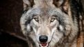 wolf wolven wolvenexcursie