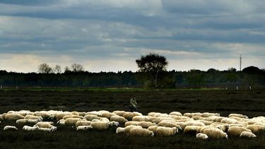 Kuddegedrag kost 500 schapen het leven in Turkije. / ANP