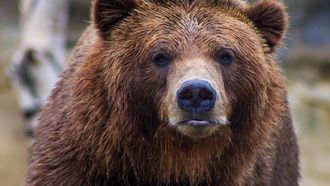 fat bear week, beren, beer Chinese dierentuin beren