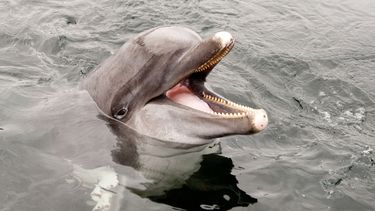 Groep van 25 dolfijnen gespot in de Noordzee. / ANP