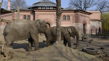 Olifanten in dierentuin van Warschau krijgen cannabis