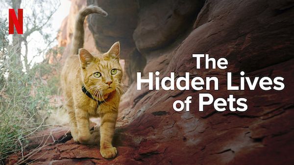 Netflix The hidden lives of pets