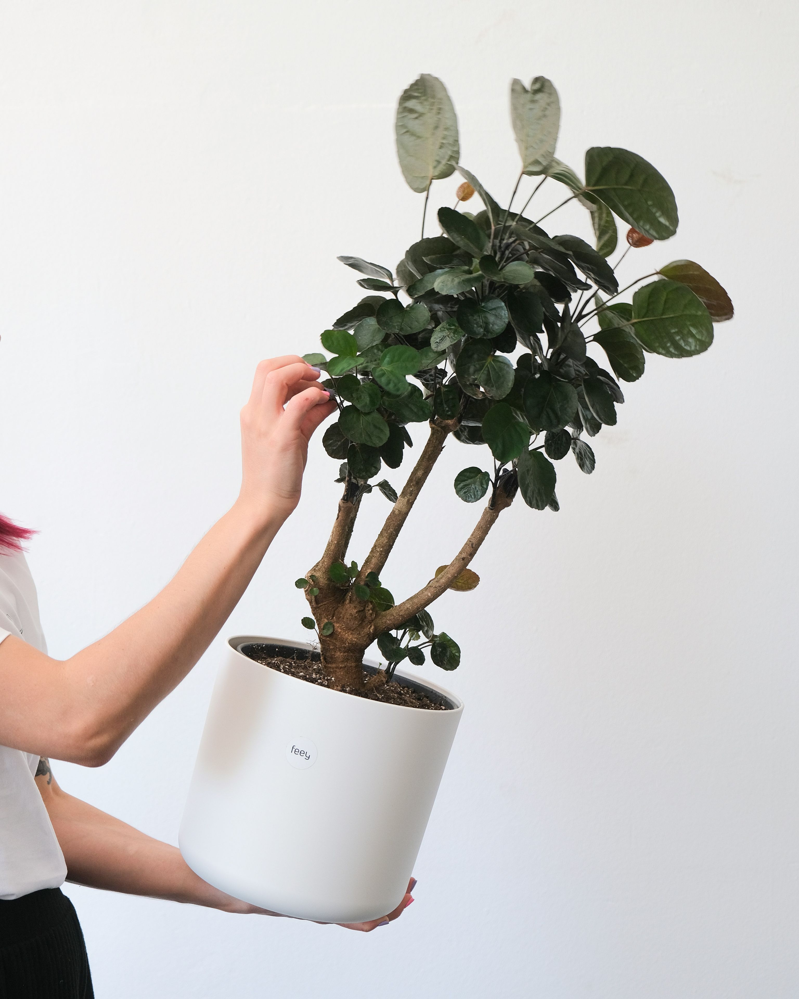 音楽があなたの植物をより速く成長させることができることをご存知ですか？
