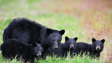 De beer, die zo’n tien jaar oud was, en haar twee jongen werden uit voorzorg doodgeschoten.