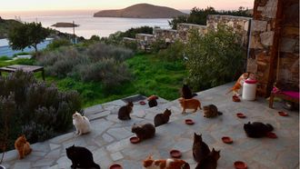 Droombaan! Run een kattenopvang op een Grieks eiland
