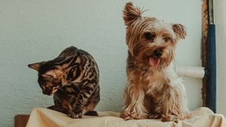 Luna blijft favoriet: dit zijn de populairste namen voor honden en katten