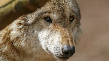 De wolf is in Friesland, blijkt uit DNA-onderzoek