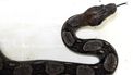 Ernstig gewonde boa constrictor gedumpt in afvalcontainer in Amsterdam