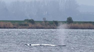 A stranded humpback whale, covered with white blankets to protect its skin, blows a fountain off the Baltic Sea coast at the island of Poel, near the small village of Weitendorf-Hof, northern Germany, on April 19, 2026. A private rescue attempt for the whale still goes on. The 13.5-metre (44-foot) humpback whale's ordeal first began in late March 2026 when it was spotted stuck on a sandbank near the city of Luebeck. It first freed itself only to become stuck again further east along the German coast. Earlier in April 2026 officials said they expected the animal to die, saying it had been too weakened by the odyssey to survive and make its way back to its natural habitat in the Atlantic. Coverage of the whale's struggle for survival and efforts to rescue it have gripped the German public, with some of the press calling the animal 