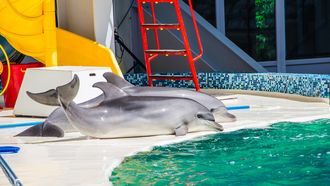 Dolfinarium Harderwijk wil minder dolfijnen