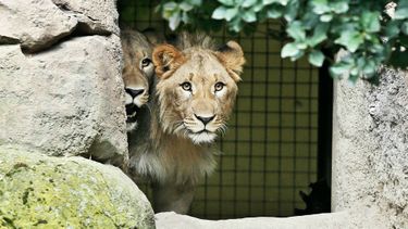 Leeuwen ontsnapt in Duitse dierentuin