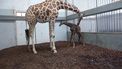 Video: Giraffe geboren in Artis