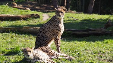 Lief! Nederlands dierenpark verwelkomt nieuwe cheetahs