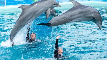 dolfijnen dolfijnenshows dolfinarium
